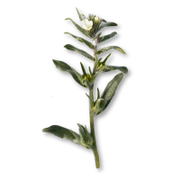 Green plant with small white flowers on a white background