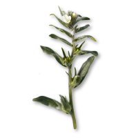 Green plant with small white flowers on a white background