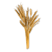 Bouquet of wheat on a white background