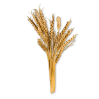 Bouquet of wheat on a white background
