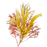 Colorful seaweed on a green background