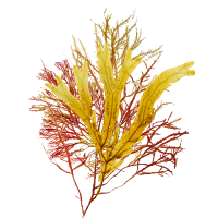 Colorful seaweed on a green background