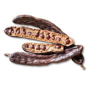 Dried bean pods with seeds on a white background