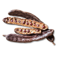 Dried bean pods with seeds on a white background