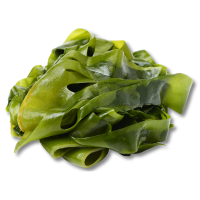 Kelp seaweed