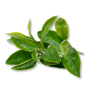 Green leaves on a white background
