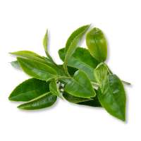 Green leaves on a white background