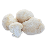 Four lion's mane mushrooms on a white background