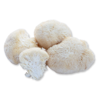 Four lion's mane mushrooms on a white background