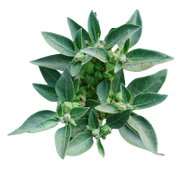 Close-up of a green leafy plant on a white background