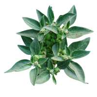 Close-up of a green leafy plant on a white background