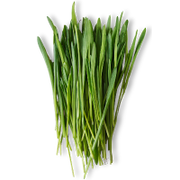 Bunch of fresh green barley stalks on a white background