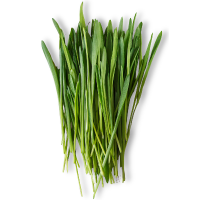 Bunch of fresh green barley stalks on a white background