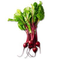 Bunch of red beets with green leaves on a white background