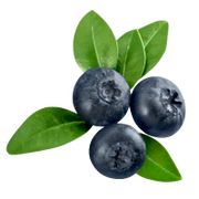 Three blueberries with green leaves on a white background