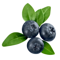 Three blueberries with green leaves on a white background