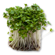 Bunch of fresh green microgreens on a white background