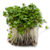 Bunch of fresh green microgreens on a white background