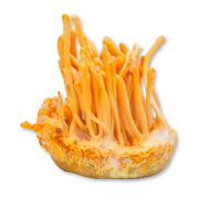 Close-up of a cluster of orange mushrooms on a white background