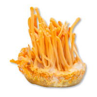 Close-up of a cluster of orange mushrooms on a white background
