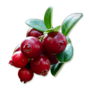 Close-up of red berries with green leaves on a white background