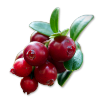 Close-up of red berries with green leaves on a white background