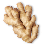 Ginger root on a white background