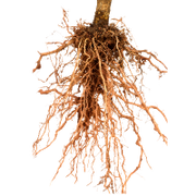 Close-up of a plant root system on a white background