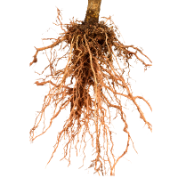 Close-up of a plant root system on a white background