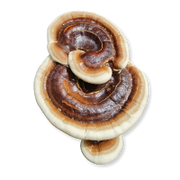 Close-up of a group of mushrooms on a white background