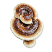 Close-up of a group of mushrooms on a white background