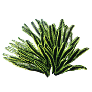 Green feather-like plant on a white background