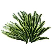 Green feather-like plant on a white background