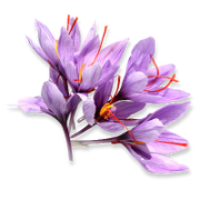 Purple crocus flowers with red stamens on a white background
