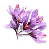 Purple crocus flowers with red stamens on a white background