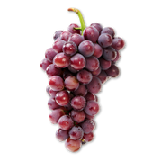 Bunch of red grapes on a white background