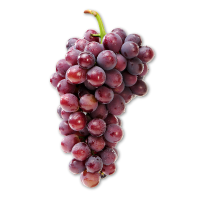 Bunch of red grapes on a white background