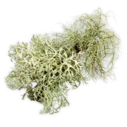 Greenish-brown lichen on a white background