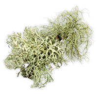 Greenish-brown lichen on a white background